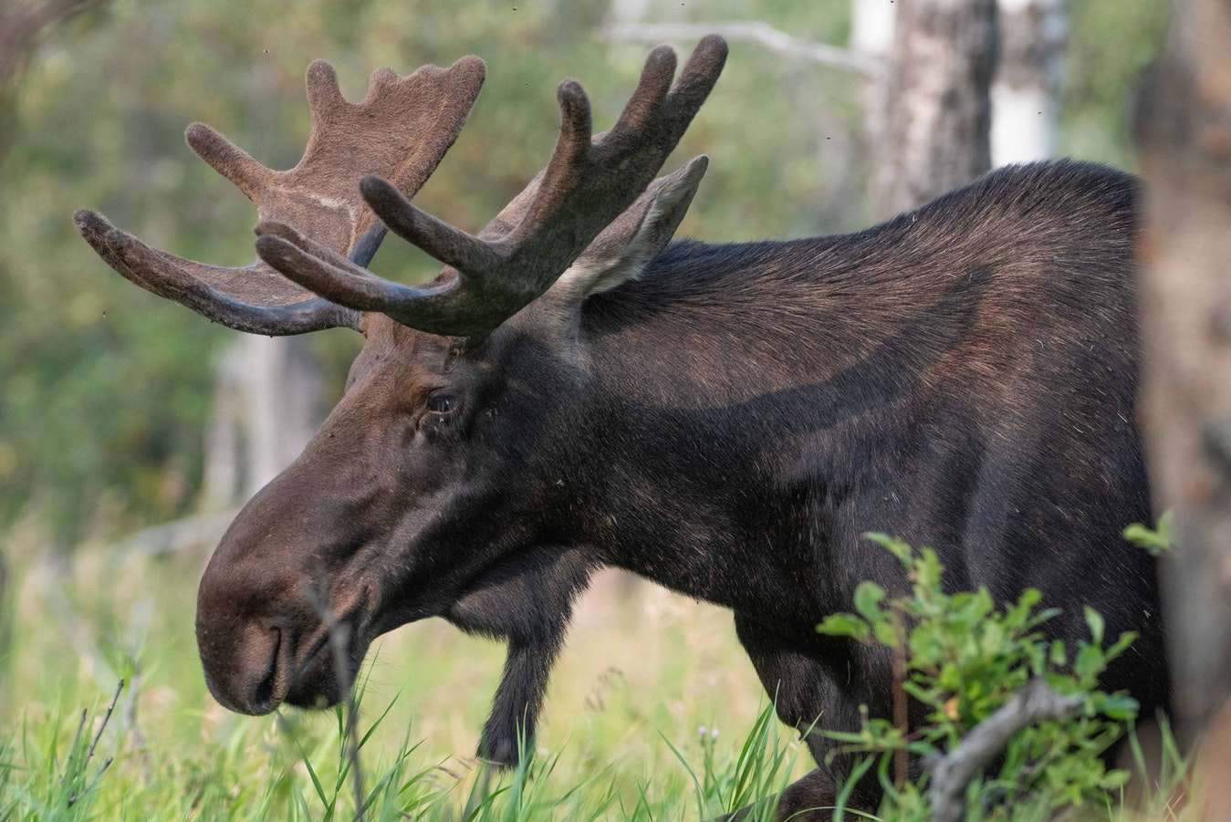 Brown moose crouching at the edge of the forest.